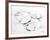 Sand Dollar I-Lanie Loreth-Framed Art Print