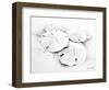 Sand Dollar I-Lanie Loreth-Framed Art Print