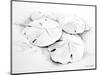 Sand Dollar I-Lanie Loreth-Mounted Art Print