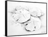 Sand Dollar I-Lanie Loreth-Framed Stretched Canvas