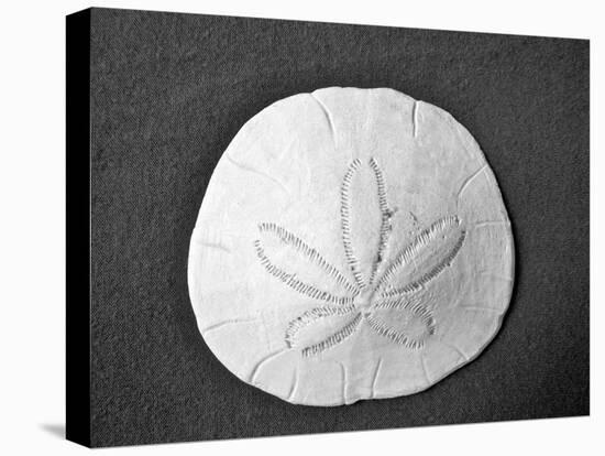 Sand Dollar II-Jairo Rodriguez-Stretched Canvas