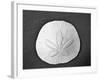 Sand Dollar II-Jairo Rodriguez-Framed Photographic Print