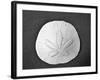 Sand Dollar II-Jairo Rodriguez-Framed Photographic Print