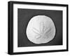 Sand Dollar II-Jairo Rodriguez-Framed Photographic Print