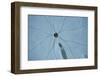 Sand Dollar II-Karyn Millet-Framed Photographic Print