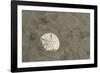 Sand Dollar, Little St Simons Island, Barrier Islands, Georgia-Pete Oxford-Framed Photographic Print