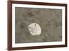 Sand Dollar, Little St Simons Island, Barrier Islands, Georgia-Pete Oxford-Framed Photographic Print