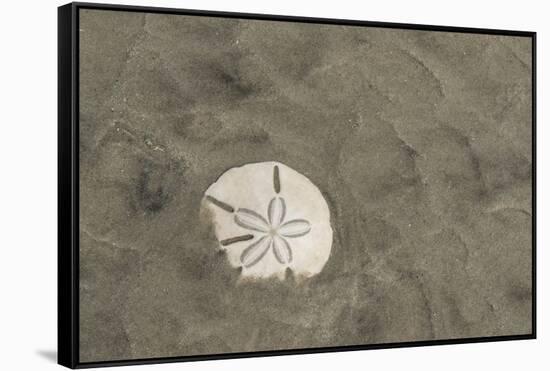 Sand Dollar, Little St Simons Island, Barrier Islands, Georgia-Pete Oxford-Framed Stretched Canvas