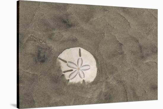 Sand Dollar, Little St Simons Island, Barrier Islands, Georgia-Pete Oxford-Stretched Canvas