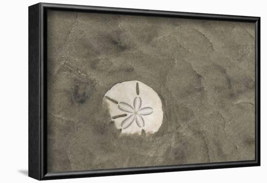 Sand Dollar, Little St Simons Island, Barrier Islands, Georgia-Pete Oxford-Framed Photographic Print