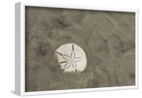 Sand Dollar, Little St Simons Island, Barrier Islands, Georgia-Pete Oxford-Framed Photographic Print