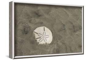 Sand Dollar, Little St Simons Island, Barrier Islands, Georgia-Pete Oxford-Framed Photographic Print