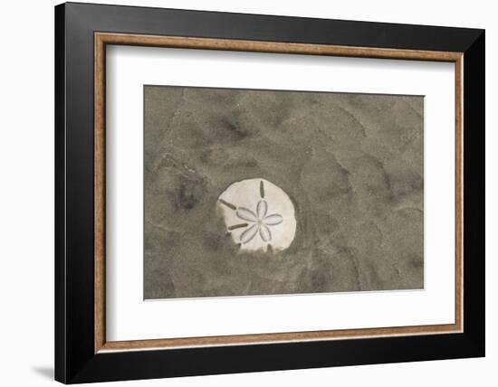 Sand Dollar, Little St Simons Island, Barrier Islands, Georgia-Pete Oxford-Framed Photographic Print