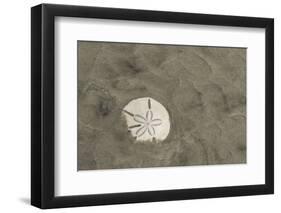 Sand Dollar, Little St Simons Island, Barrier Islands, Georgia-Pete Oxford-Framed Photographic Print