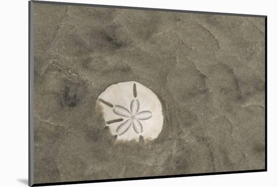 Sand Dollar, Little St Simons Island, Barrier Islands, Georgia-Pete Oxford-Mounted Photographic Print