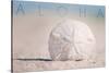 Sand Dollar on Beach - Aloha-Lantern Press-Stretched Canvas