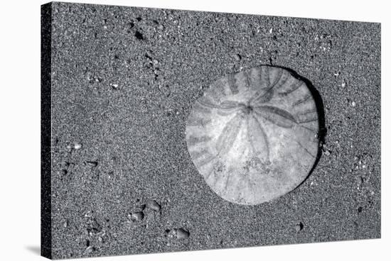 Sand dollar on beach, USA-Jim Engelbrecht-Stretched Canvas