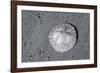 Sand dollar on beach, USA-Jim Engelbrecht-Framed Photographic Print