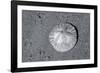 Sand dollar on beach, USA-Jim Engelbrecht-Framed Photographic Print