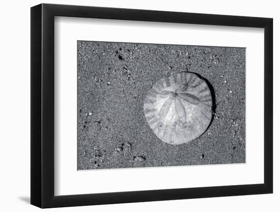 Sand dollar on beach, USA-Jim Engelbrecht-Framed Photographic Print