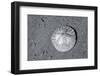 Sand dollar on beach, USA-Jim Engelbrecht-Framed Photographic Print