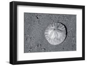 Sand dollar on beach, USA-Jim Engelbrecht-Framed Photographic Print