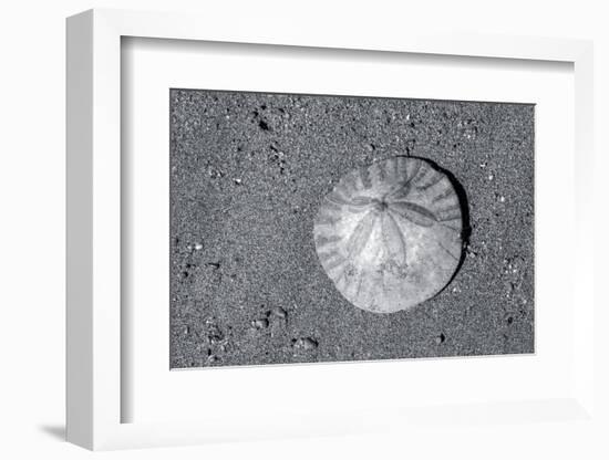 Sand dollar on beach, USA-Jim Engelbrecht-Framed Photographic Print