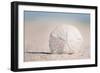 Sand Dollar on Beach-Lantern Press-Framed Art Print