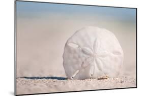 Sand Dollar on Beach-Lantern Press-Mounted Art Print