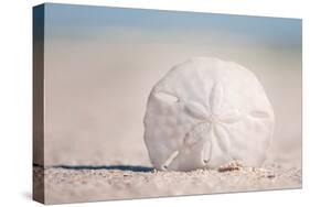 Sand Dollar on Beach-Lantern Press-Stretched Canvas