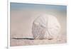 Sand Dollar on Beach-Lantern Press-Framed Art Print