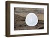 Sand dollar still-life-Savanah Plank-Framed Photographic Print