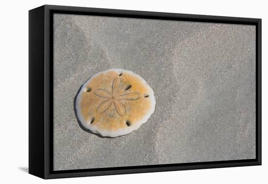 Sand Dollar-DLILLC-Framed Stretched Canvas