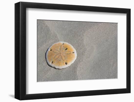 Sand Dollar-DLILLC-Framed Premium Photographic Print