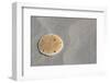 Sand Dollar-DLILLC-Framed Premium Photographic Print