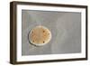 Sand Dollar-DLILLC-Framed Photographic Print