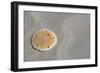 Sand Dollar-DLILLC-Framed Photographic Print