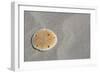 Sand Dollar-DLILLC-Framed Photographic Print