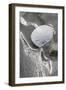 Sand Dollar-Ken Archer-Framed Photographic Print