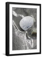 Sand Dollar-Ken Archer-Framed Photographic Print