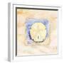 Sand dollar-Paul Brent-Framed Art Print