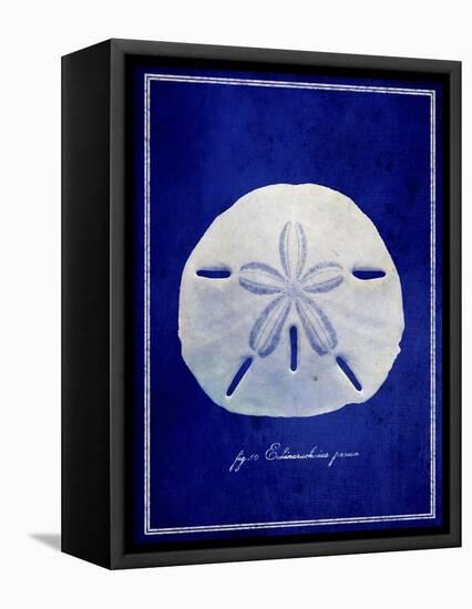 Sand Dollar-GI ArtLab-Framed Stretched Canvas