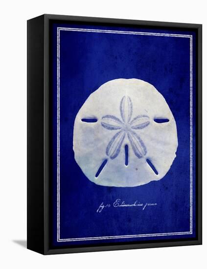 Sand Dollar-GI ArtLab-Framed Stretched Canvas