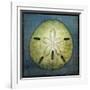 Sand Dollar-John W Golden-Framed Giclee Print