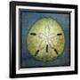 Sand Dollar-John W Golden-Framed Giclee Print