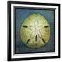 Sand Dollar-John W Golden-Framed Giclee Print