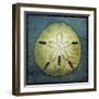 Sand Dollar-John W Golden-Framed Premium Giclee Print