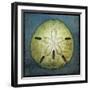 Sand Dollar-John W Golden-Framed Premium Giclee Print