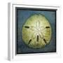 Sand Dollar-John W Golden-Framed Premium Giclee Print