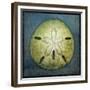 Sand Dollar-John W Golden-Framed Giclee Print